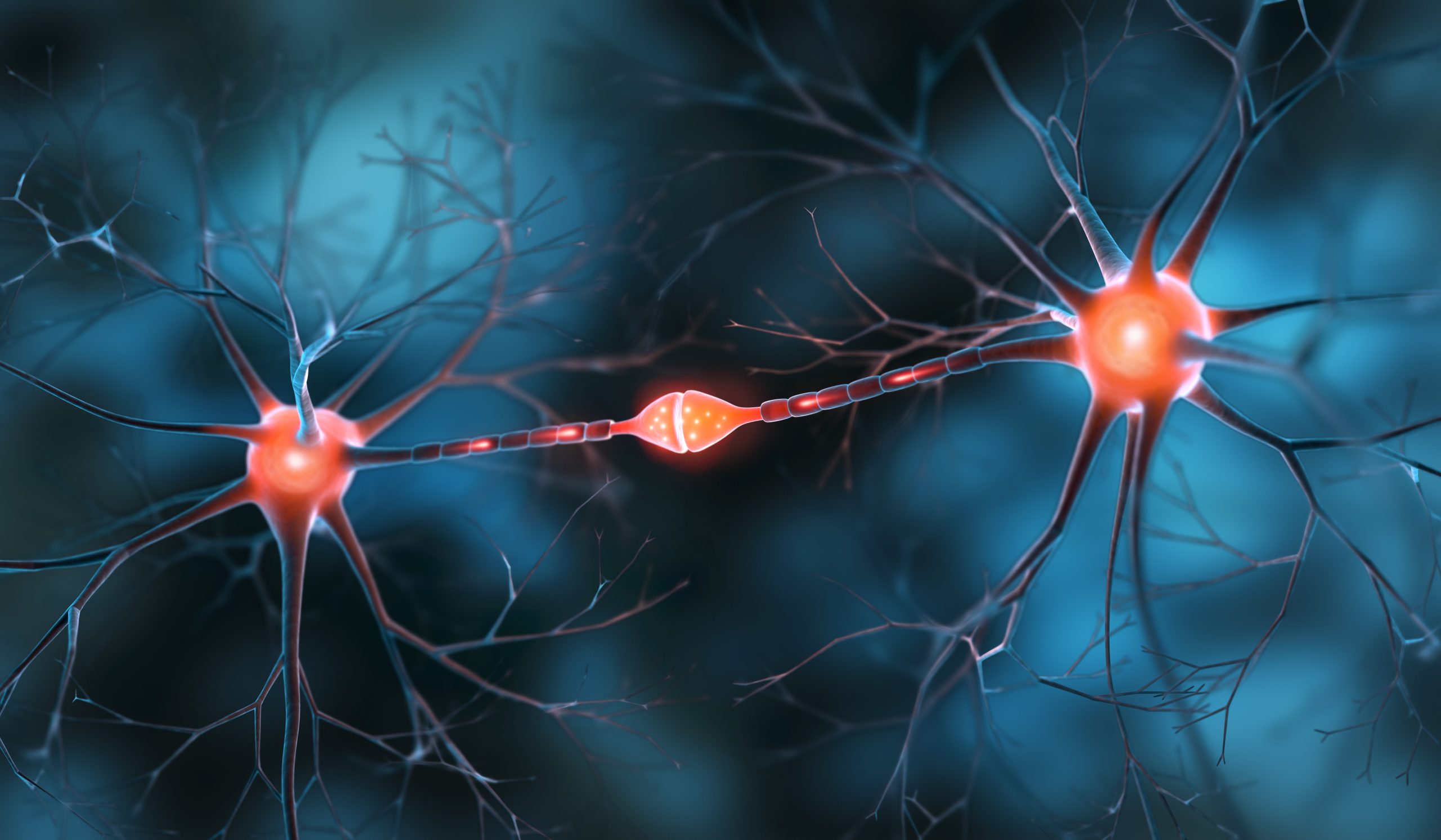 Two interacting nerve cells with synapse
